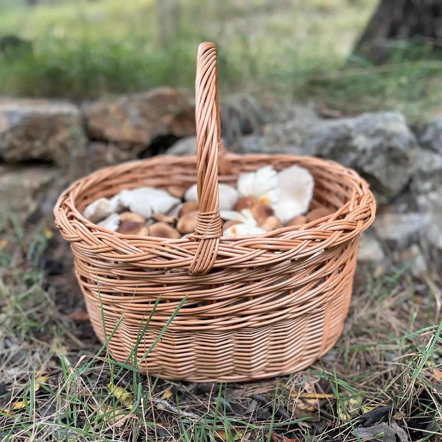 Cesta de mimbre trenzada para setas, con asa y setas frescas, ideal para almacenamiento.