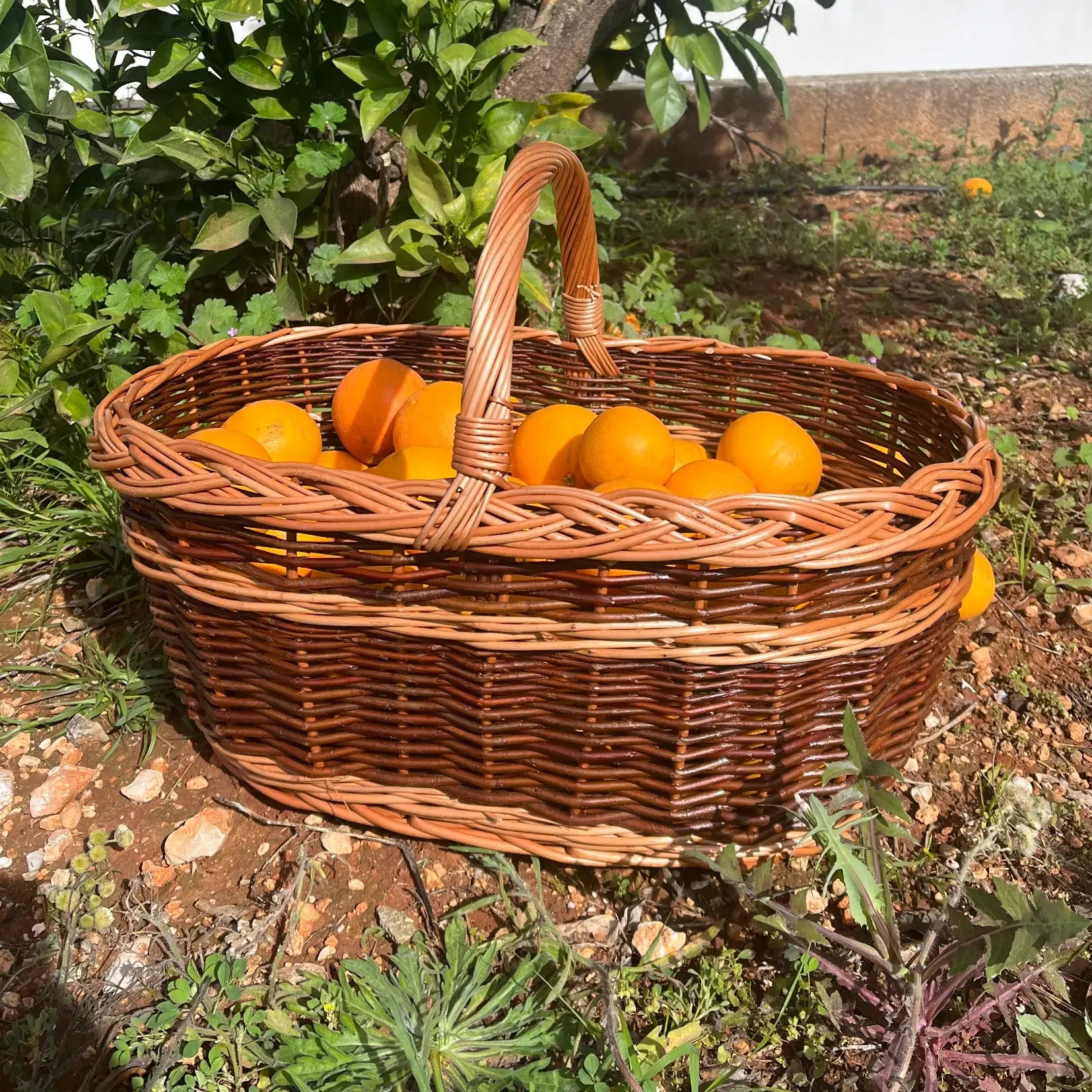 Cesta de mimbre grande para setas, hecha a mano con mimbre de alta calidad, ideal para almacenamiento.
